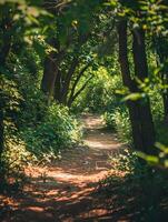 Dim soft sunlight filters through the branches, casting cool shadows on a forest trail, inviting tranquility photo