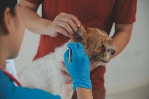 Closeup shot of veterinarian hands checking dog by stethoscope in vet clinic photo