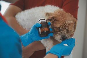 Closeup shot of veterinarian hands checking dog by stethoscope in vet clinic photo
