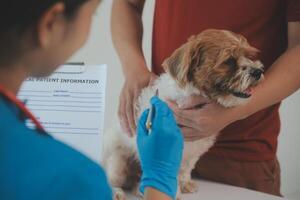 Closeup shot of veterinarian hands checking dog by stethoscope in vet clinic photo
