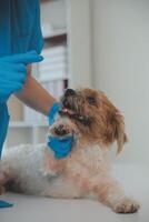 Closeup shot of veterinarian hands checking dog by stethoscope in vet clinic photo
