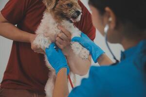 Closeup shot of veterinarian hands checking dog by stethoscope in vet clinic photo