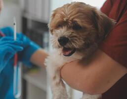 Closeup shot of veterinarian hands checking dog by stethoscope in vet clinic photo