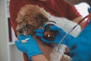 Closeup shot of veterinarian hands checking dog by stethoscope in vet clinic photo