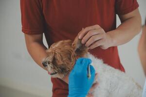 Closeup shot of veterinarian hands checking dog by stethoscope in vet clinic photo