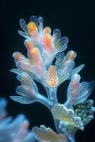 Delicate Seaweed with Yellow and Orange Spots photo
