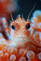 Close-up of a Curious Fish in Coral photo