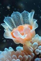 Delicate Sea Anemone in Underwater Bloom photo