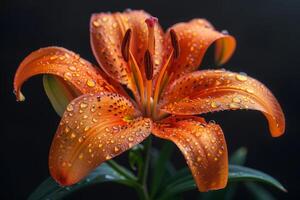 Orange Lily with Dew Drops on Black Background photo