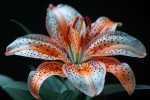 Close-Up of a Spotted Lily Flower photo