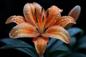 Orange Lily with Dew Drops photo