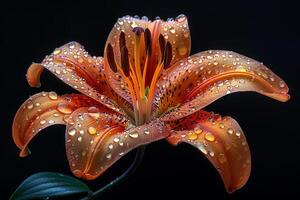 Orange Lily with Dew Drops photo