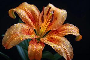 Orange Lily with Water Droplets photo