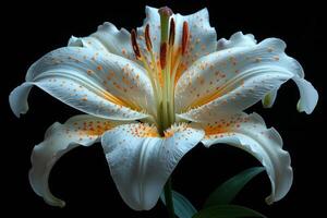 Close-up of a White Lily with Orange Spots photo
