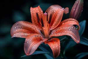 Orange Lily with Dew Drops photo