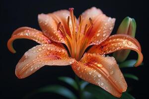 A Dew-Kissed Lily in Full Bloom photo