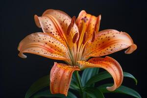 Orange Lily with Dark Background photo