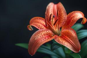 Water Drops on a Vivid Orange Lily photo