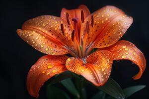 Orange Lily with Dew Drops photo