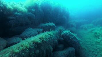 Underwater life with school of black fish and sunlight with waves on surface of water video