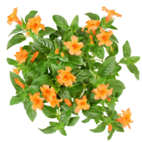 Crossandra Infundibuliformis Isolated on Clear Background png