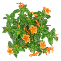Crossandra Infundibuliformis Bush Isolated on Clear Background png