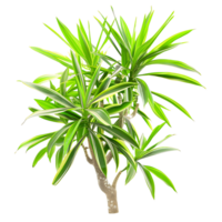 Isolated Pandanus Baptistii Variegata on Transparent Background png