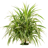 Isolated Pandanus Baptistii Variegata Bush on Transparent Background png