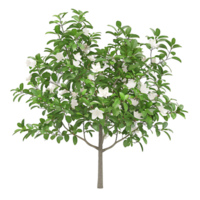 Michelia Alba Tree Isolated on Transparent Background png