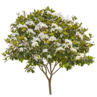 Michelia Alba Tree with Transparent Background png