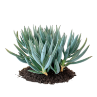 Senecio Mandraliscae Bush Cutout on Transparent png