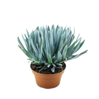 Senecio Mandraliscae Isolated on Transparent Background png