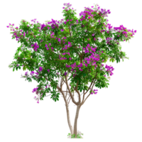 Chilopsis Linearis Tree Isolated on Clear Background png