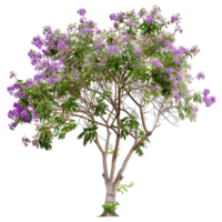 Chilopsis Linearis Tree on Clear Background png