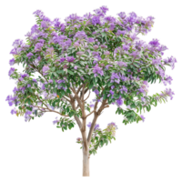 Chilopsis Linearis Tree Isolated on Transparent Background png