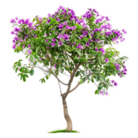 Chilopsis Linearis Tree with Clear Background png