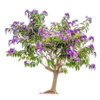 Chilopsis Linearis Tree Isolated on Clear Background png