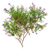 Isolated Chilopsis Linearis Tree on Transparent png