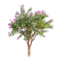 Chilopsis Linearis Tree Isolated on Transparent Cutout png
