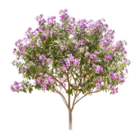 Chilopsis Linearis on Clear Background png