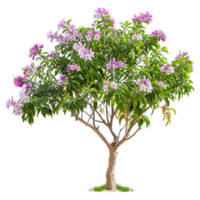 Chilopsis Linearis Tree with Clear Background png