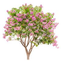 Chilopsis Linearis Tree Isolated on Clear Background png