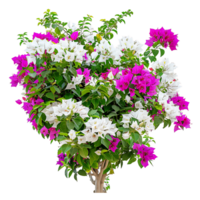 Bougainvillea Glabra Treeline Isolated on Transparent Background png