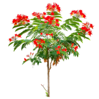 Caesalpinia Pulcherrima Isolated on Transparent Background png