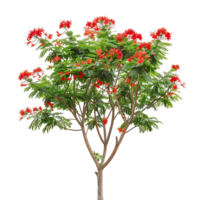 Caesalpinia Pulcherrima Tree on Transparent Background png