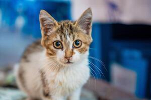 Kitty in a cafe looking camera, stray cat in street of Fethiye, urban homeless animals in Turkey. High quality photo