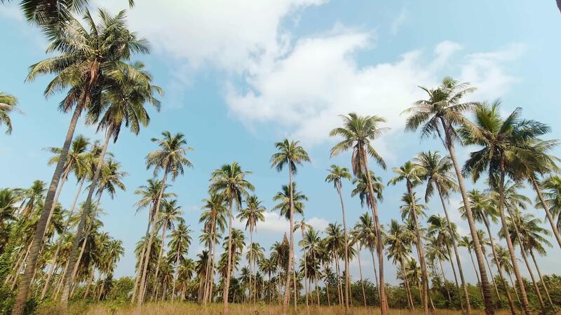Time lapse shot line of symmetrical - Time Lapse Shot Line Of Symmetrical Palm Trees With Clouds In Motion On Blue Sky Summer Sunny Day Tropical Copy Space Time Lapse Banner Timelapse South East Holiday Vacation Free Video