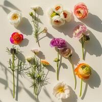 top shot flatlay flowers on white background with shadows, ai photo