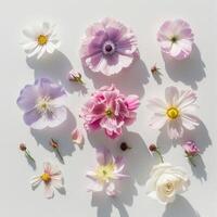 top shot flatlay flowers on white background with shadows, ai photo