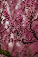 A peach blooms in the spring garden. Beautiful bright pale pink background. A flowering tree branch in selective focus. A dreamy romantic image of spring. Atmospheric natural background photo